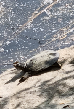 화강변의 자라. 2024.6.26. 시민언론 민들레