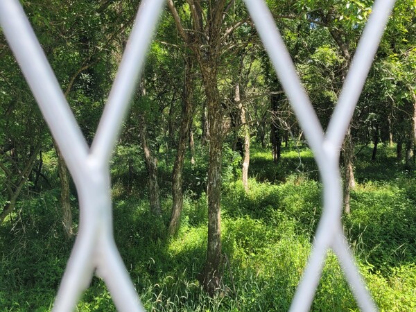철원군이 탐방객 안전을 위해 설치한 철조망 너머로 보이는 김화 곶자왈(현무암 원시림). 2024.6.26. 시민언론 민들레 