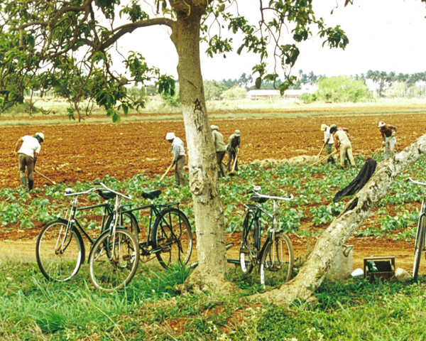 쿠바 농민들이 밭일을 하고 있다. 2001. 1. 9. 연합뉴스 자료사진