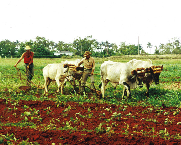 쿠바 농촌. 가축을 이용한 밭갈이를 하고 있다. 1001. 1. 9. 연합뉴스 자료사진 