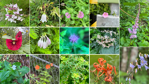 진부령구간에서 만나는 꽃과 풀