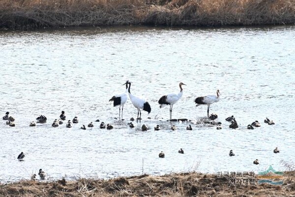 철원을 찾은 두루미. 철원군청 제공