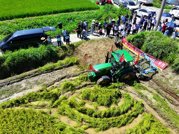 19일 오전 전남 영광군 대마면의 한 논 앞에서 농민회 광주전남연맹 회원들이 트랙터로 논 갈아엎기 시위를 벌이며 쌀값 안정대책을 요구하는 기자회견을 열고 있다. 2024.8.19. 연합뉴스