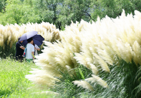 여름이 지나 더위가 한풀 꺾이고 선선한 가을을 맞이하게 된다는 절기인 처서를 맞은 22일 부산 강서구 대저생태공원에 가을 정취가 물씬 풍기는 팜파스가 만개했다. 무더운 날씨 속에 시민들이 우산이나 양산을 쓰고 햇빛을 피하고 있다. 2024.8.22. 연합뉴스
