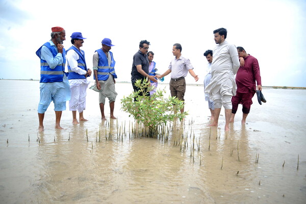 인더스 삼각주 맹그로부를 보존하기 위한 파키스탄 비정부기구 함담 재단(Hamdam Foundation) 자원봉사자들이 8월 21일 파키스탄 바딘에서 맹그로브 심기 2단계를 시작했다. 2024.8.21. EPA 연합뉴스
