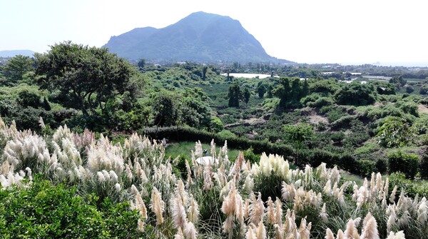 6일 오전 제주 서귀포시 안덕면 카페 마노르블랑의 정원에 팜파스그라스가 꽃을 피워 가을 정취를 물씬 풍기고 있다. 2024. 09. 06 연합뉴스