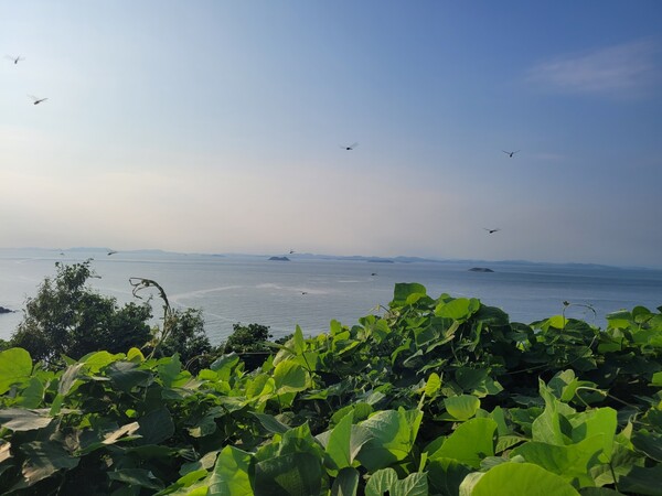 연평도 망향동산에서 바라 본 북측 해역. 눈 앞의 섬들은 모두 북측 영토다. 오른쪽이 3㎞ 거리의 석도이고 그 중간쯤에 유엔군 사령관이 일방적으로 설정한 북방한계선(NLL)이 지난다. 왼쪽은 북측 1개 중대가 각각 주둔하고 있는 장재도, 갈도. 연평도와 달리 군부대 외 민간인이 거주하지 않는다. 2024.9.3. 시민언론 민들레 