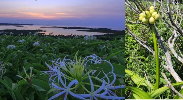 저녁 어스름에 활짝 피기 시작한 토끼섬의 문주란(왼쪽)과 문주란 열매(오른쪽). © 국가유산채널, 이종원