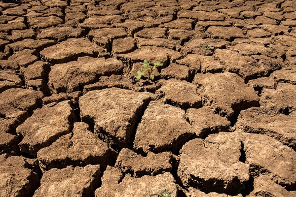 9월 26일 시리아 북동부 하사케 주 탈 사카르 마을의 카부르 강 근처의 말라서 갈라진 흙을 비집고 올라온 녹색 식물. 이 지역의 넓은 농경지가 물이 부족한데다 농부들이 지하수를 뽑아내는 펌프에 필요한 연료 가격이 높아 땅이 말라붙고 있다. 2024.9.26. AFP 연합뉴스