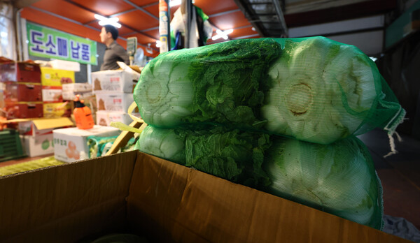 올해 길었던 폭염의 영향으로 배추를 비롯한 원예농산물의 생육이 전반적으로 부진해 지난해보다 가격이 높은 상황이 이어지고 있는 15일 서울 마포농수산물시장에 배추가 진열돼 있다. 2024.10.15. 연합뉴스
