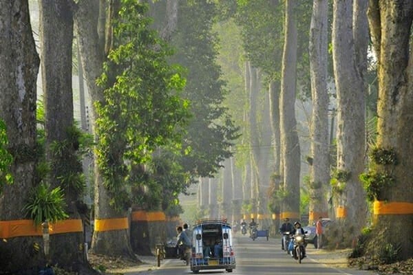 사프란 천 수계를 받은 태국의 나무들.     유정길 제공