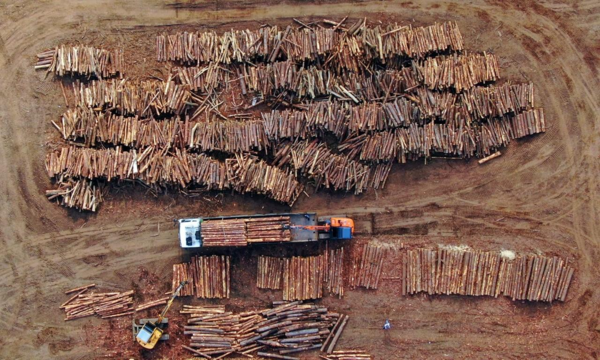 벌목된 강원도 나무들이 상업용 목재들로 가공돼 실려나가고 있다.   유정길 제공