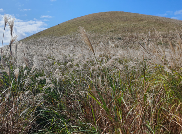 억새꽃이 한창인 새별오름. 목호의 난 때 반란군과 토벌군이 이곳에서 전투를 벌였다. ＠이희용