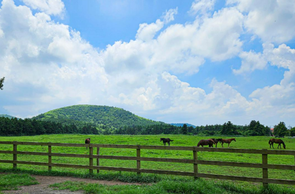 제주시 한림읍 금악리의 성이시돌목장. 성골롬반외방선교회 소속 맥그린치 신부가 1954년 만들었다. [제주관광공사]