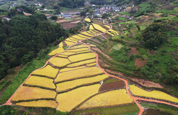 14일 경남 함양군 마천면 도마마을 다랭이 논에 심어진 벼가 황금빛으로 물들고 있다. 2024.10.14. 연합뉴스