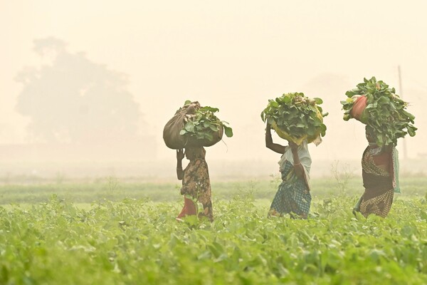 인도의 농장 노동자들이 11월 5일 암리차르 외곽의 스모그에 휩싸인 밭에서 수확한 무우 꾸러미를 나르고 있다. 2024.11.5. AFP 연합뉴스