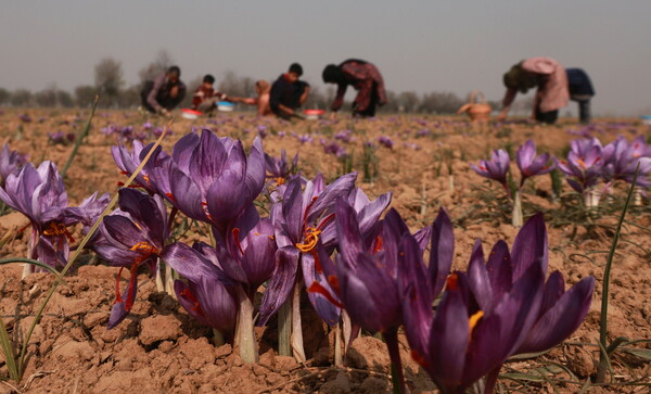 11월 3일 인도 카슈미르의 여름 수도인 스리나가르 남쪽, 팜포르의 레티포라 마을에 있는 들판에서 농부들이 사프란 꽃을 따고 있다, 카슈미르의 사프란 농부들은 올해는 강수량이 적어 수확량이 적었다고 말했다. 팜포르는 세계에서 가장 비싼 향신료가 재배되는 몇 안 되는 곳 중 하나이다. 2024.11.3. EPA 연합뉴스