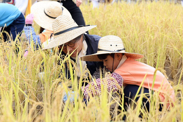 15일 오후 경기 수원시 국립농업박물관에서 구운초등학교 학생들이 전통 낫을 이용한 벼 베기 체험을 하고 있다. 2024.10.15. 연합뉴스
