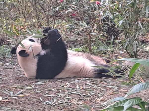 청두 자이안트판다 기지에서 판다가 대나무를 먹는 모습.   한윤정