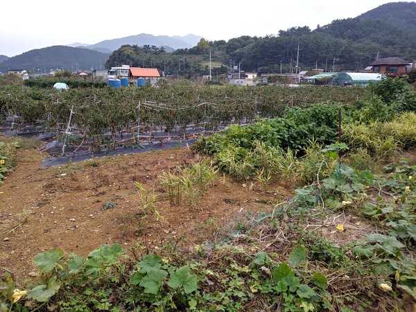 ‘반농반어 경제’로 먹고사는 어촌 율티마을의 농업생산기반, 농지는 마을땅의 20%도 되지 않는다.