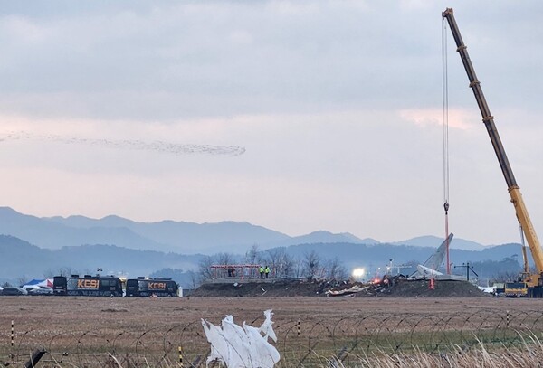 경향신문 오동욱 기자가 보내준 오리떼 사진. 30일 오전 8시 30분쯤 무안국제공항 사고 현장 위로 가창오리떼가 날아가고 있다. © 오동욱