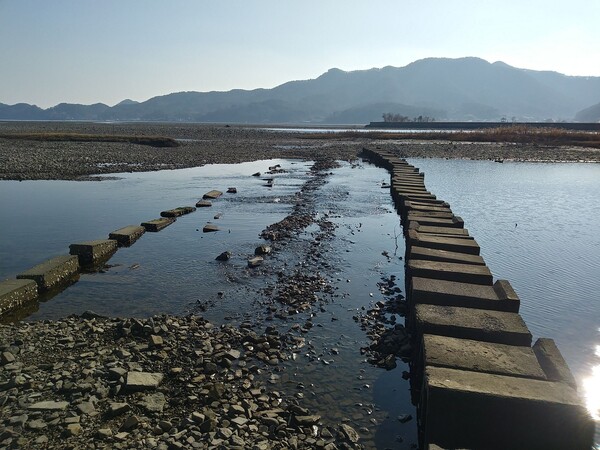 진전천과 창포바다가 만나는 기수지역이라 멸종위기종 ‘기수갈고둥’ 등 다양한 법정보호종 생물이 서식하는 율티마을 갯벌