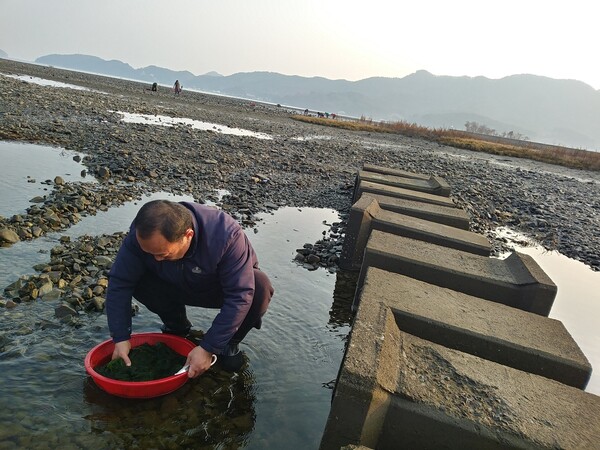 율티마을 갯벌에서 자연산 파래를 채취하고 있는 율티리 마을회 대표 김정주 이장