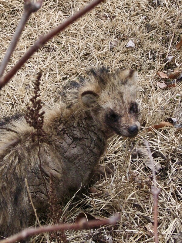 우리 뜰에 찾아든 아픈 너구리