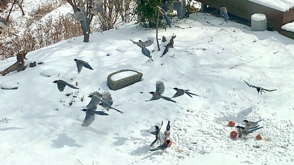 눈 속의 홍시와 물까치 떼