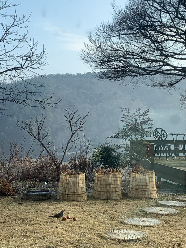 홍시를 먹는 직박구리