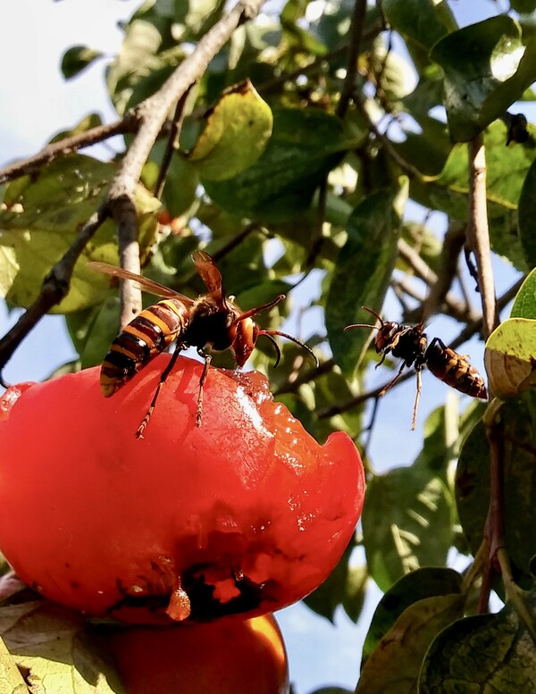 새가 먹고 남긴 홍시에 날아든 장수말벌