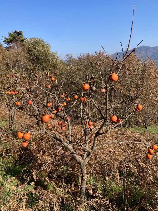 늦가을 감나무