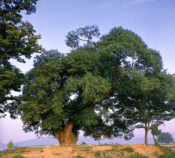 '달빛 녹취록 5'의 모델인 종덕리 왕버들나무. 