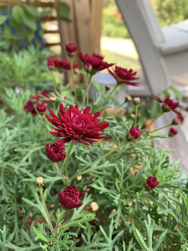 자주색 목마가렛