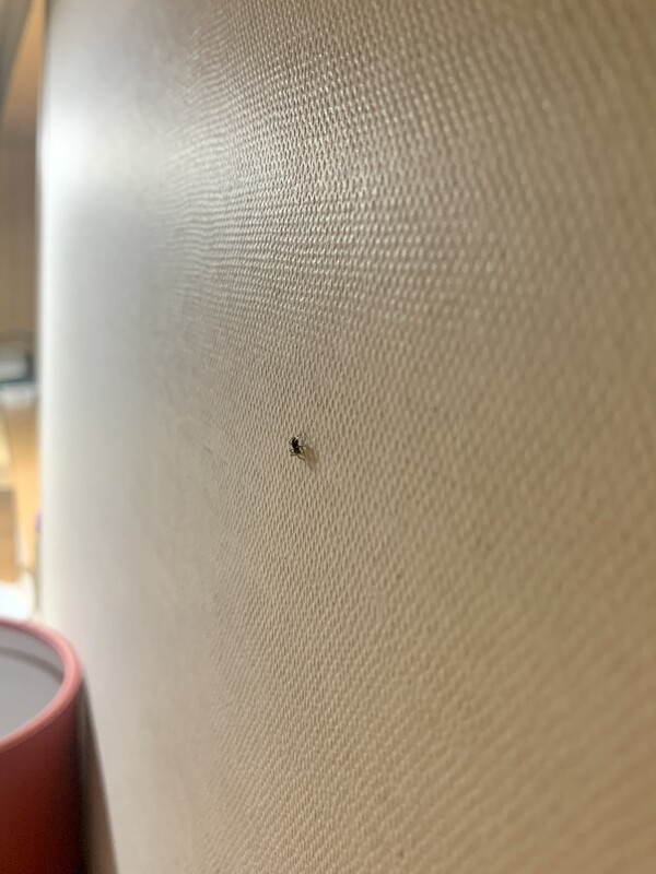 벽에 붙은 채 미동도 없다.