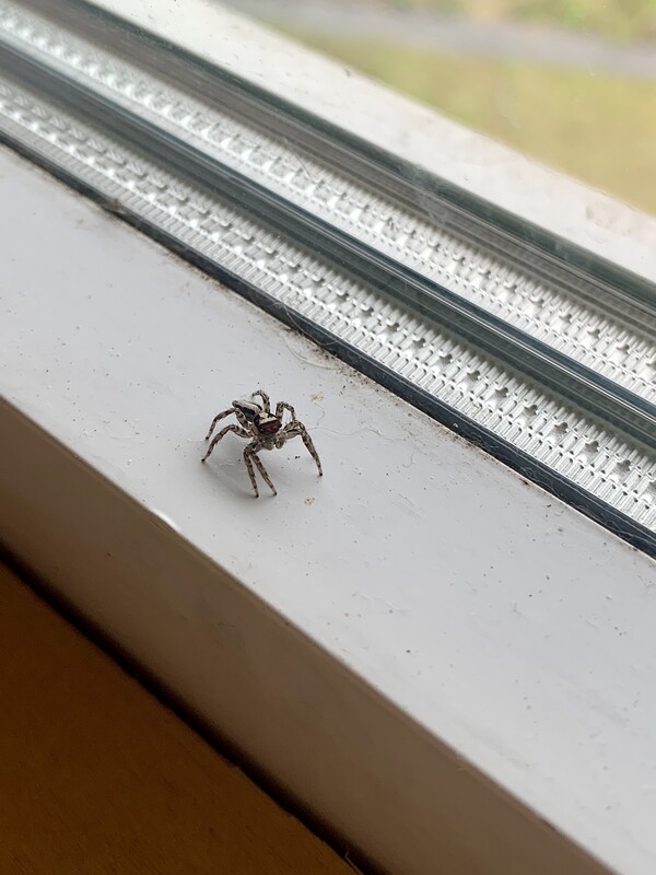 창틀 위의 깡충거미