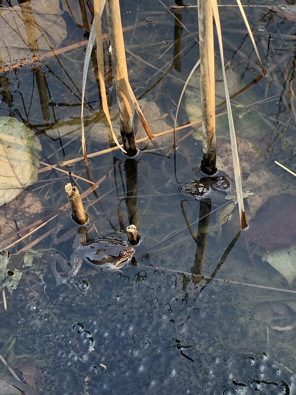 봄 연못의 산개구리와 알집.