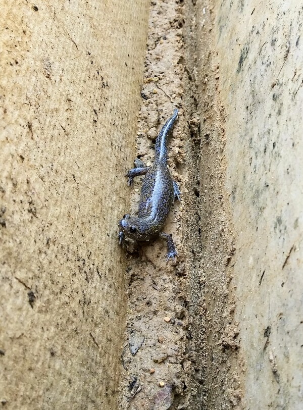 도롱뇽과의 첫 만남