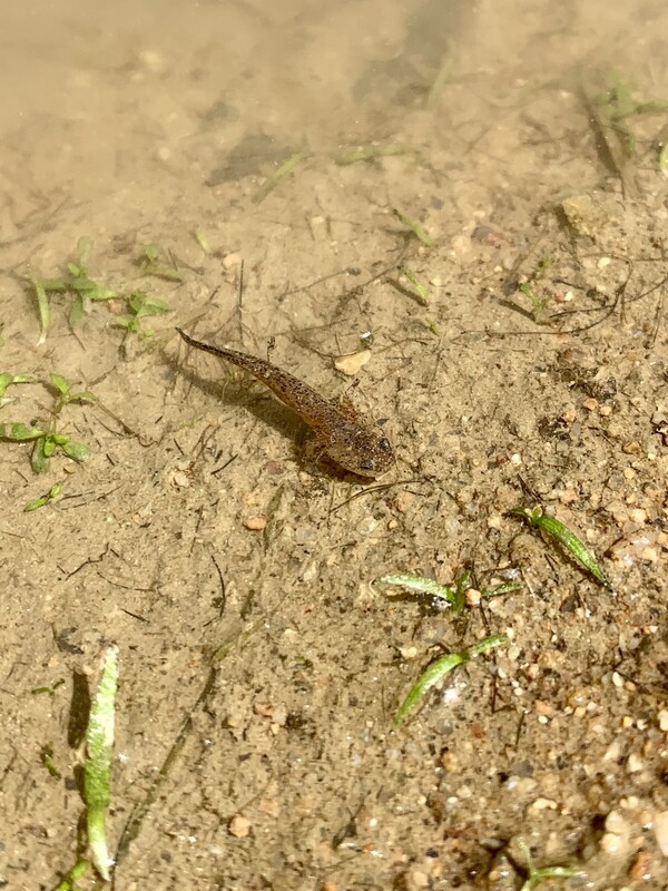 아가미가 나온 도롱뇽 올챙이.