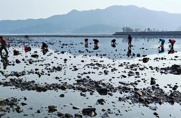 기후변화 등의 영향으로 율티마을 갯벌에도 조개가 잘 보이지 않는다.