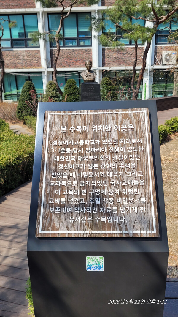 김마리아 선생이 3.1운동 당시 일본 관헌의 수색을 피해 비밀문서, 태극기, 국사 교재 등을 숨겼던 고목의 안내판. 2025. 3. 22. 사진 = 황의원 시민기자