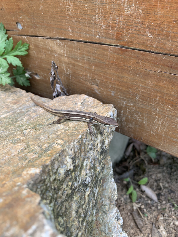 꼬리가 길어서 장지뱀이라 한다. 옆구리에 줄무늬가 있는 건 줄장지뱀.