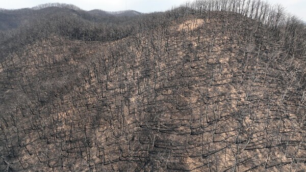 산불이 휩쓸고 지나간 뒤 죽은 나무들만 가득한 산.     최병성