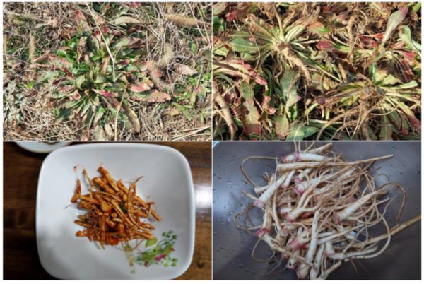 우리 집 밭에서 캔 달맞이꽃 뿌리. 사진 좌측 위부터 시계방향으로, 겨울을 난 달맞이꽃, 캐낸 달맞이꽃 뿌리, 흙 털고 씻은 후, 초고추장 무침을 한 후.