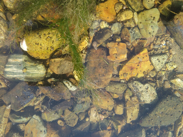 율티갯벌과 진전천, 근곡천이 만나는 기수지역에 멸종위기 야생생물2급인 ‘기수갈고둥’이 자생한다.