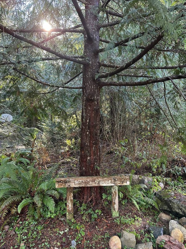 1994년에 심은 시더(cedar) 삼나무. 400년 뒤 희망의 카누를 만들자는 꿈이 서린 나무다.