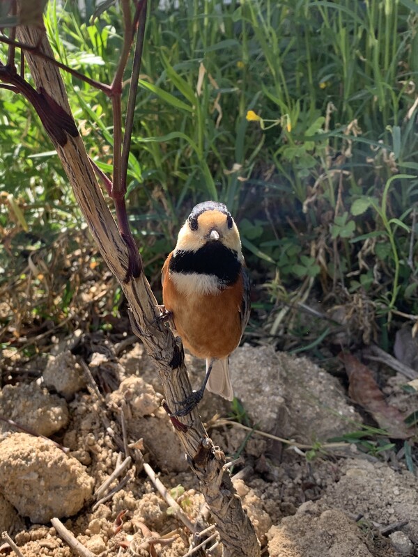 나를 따라다니는 곤줄박이.