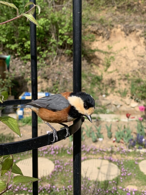 땅콩으로 구애하는 상남자 곤줄박이.