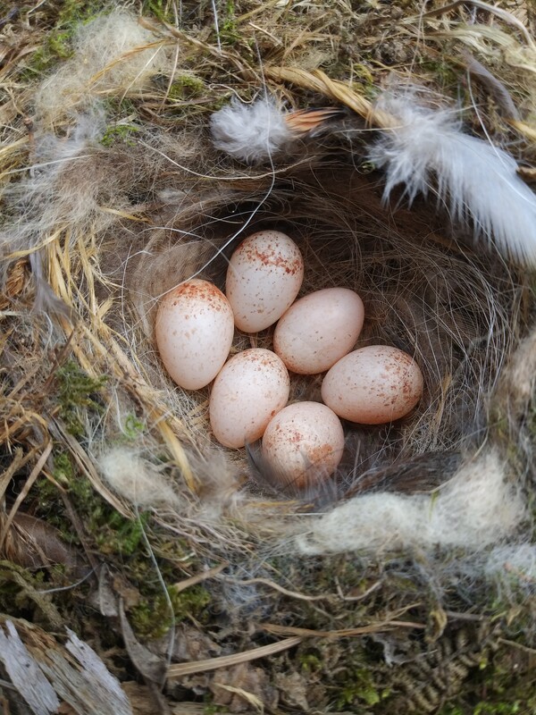 둥우리에 놓인 딱새 알.