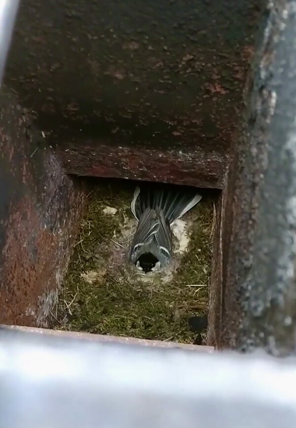 화덕 구멍에 둥지를 튼 박새.